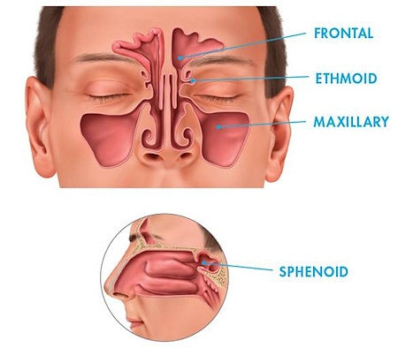 Sinuses